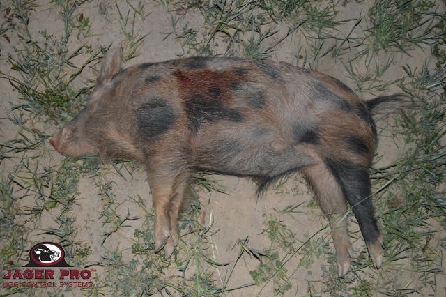 JAGER PRO Thermal Pig Shooting