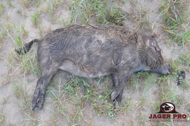 JAGER PRO Thermal Pig Shooting