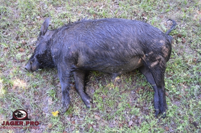 JAGER PRO Thermal Pig Shooting