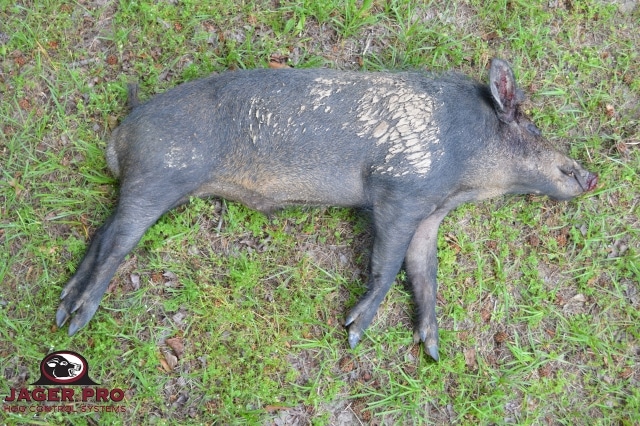 JAGER PRO Thermal Pig Shooting