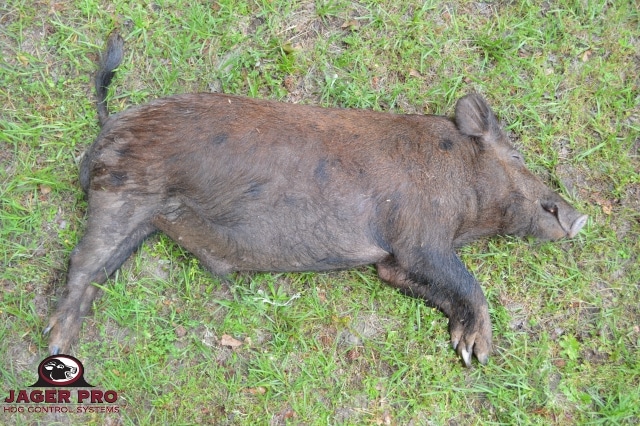 JAGER PRO Thermal Pig Shooting