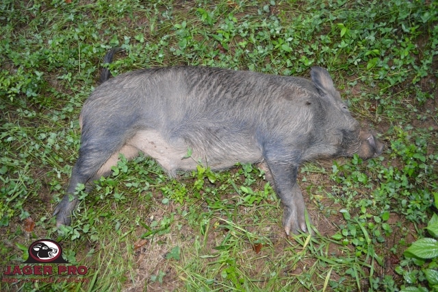 JAGER PRO Thermal Pig Shooting