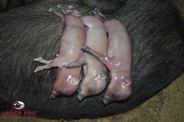 Necropsy Wild Hog Fetus